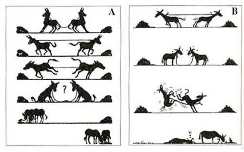 burros-conflicto