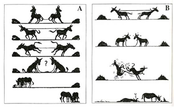 burros-conflicto