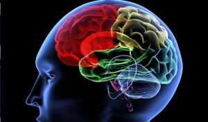 cerebro