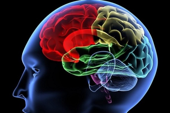 cerebro